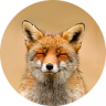 ProxyFoxy